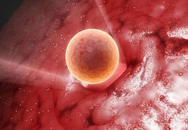 了解试管婴儿囊胚移植3BB和4BB囊胚成功率对比与品质研究
